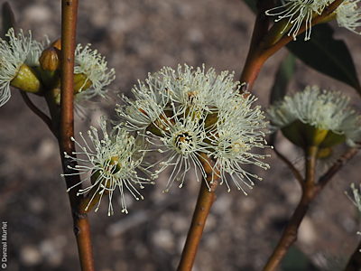 Eucalyptus phenax ssp. phenax f Denzel Murfet Ettrick CP